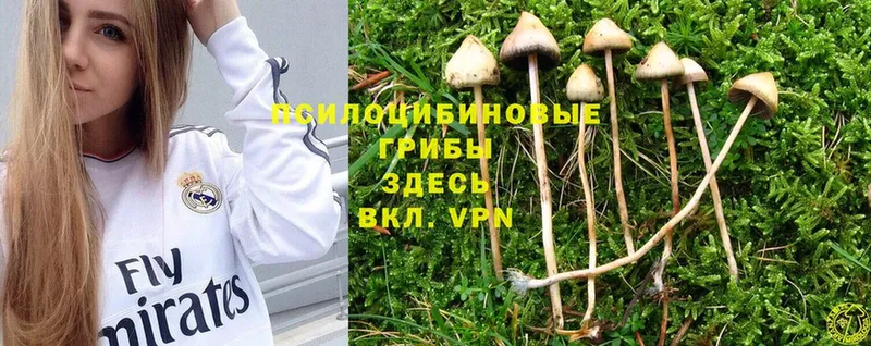 blacksprut ONION  сайты даркнета наркотические препараты  Псилоцибиновые грибы MAGIC MUSHROOMS  Серпухов 